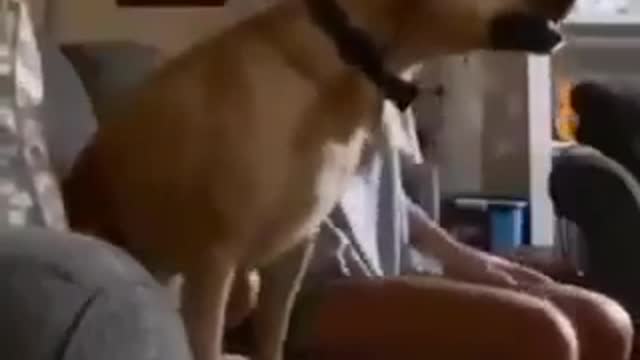 Funny dog