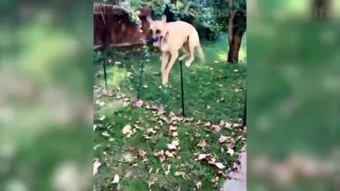 133 🤣 Funniest and Cutest 😻 Cats and Dogs 🐶 Funny Pet Animals' Life