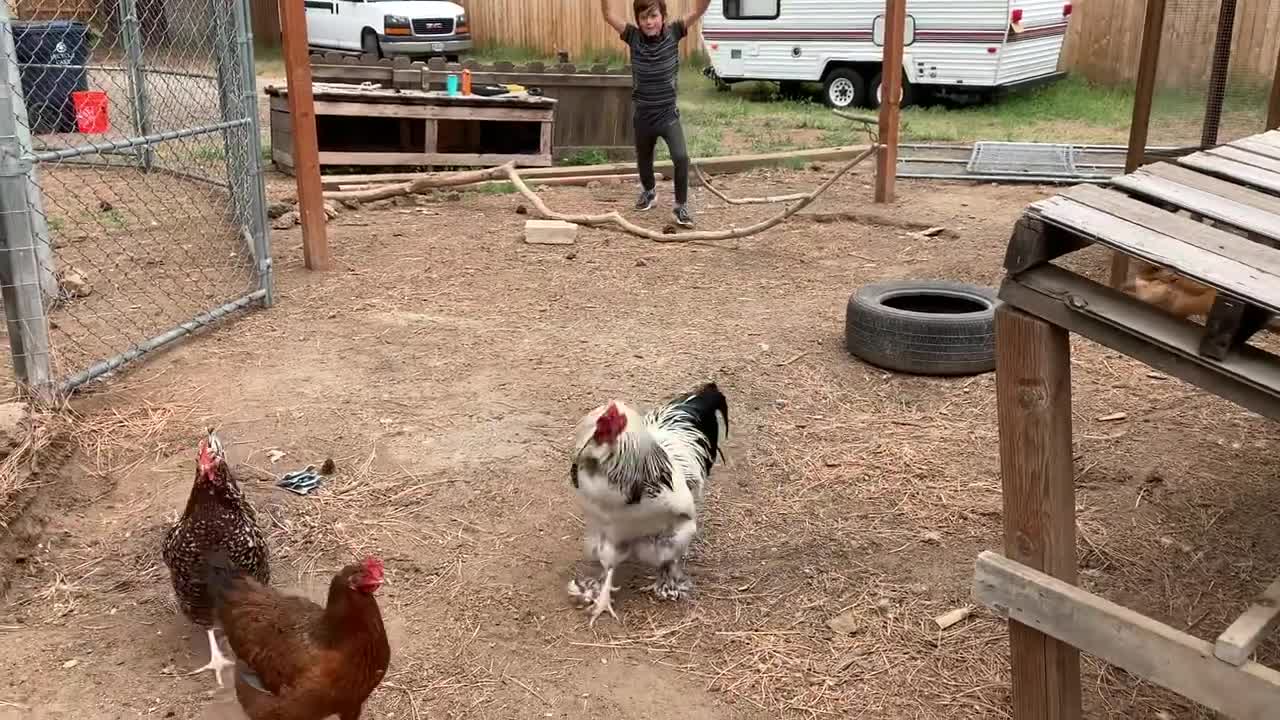 Funny rooster attacks boy