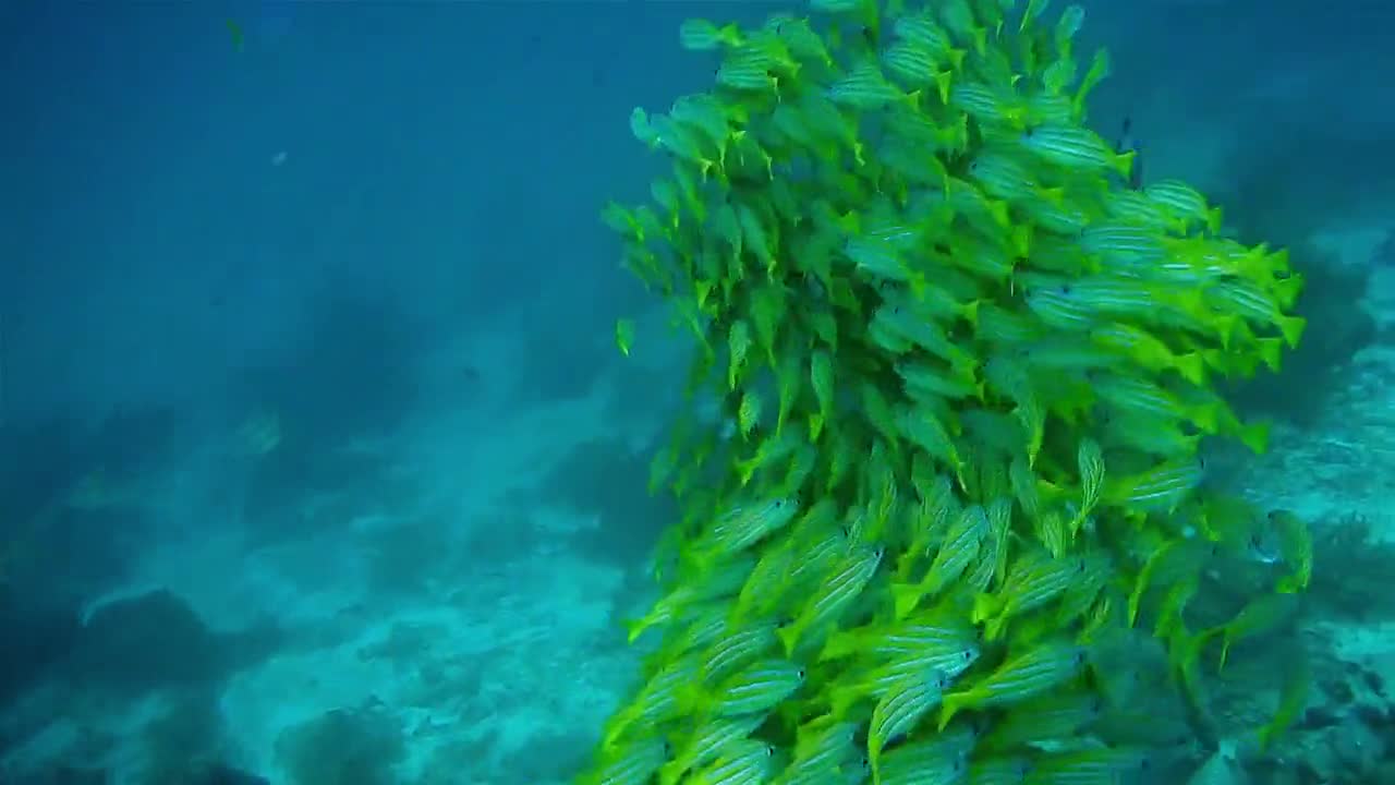 Underwater world, ocean, paradise islands, relaxing video