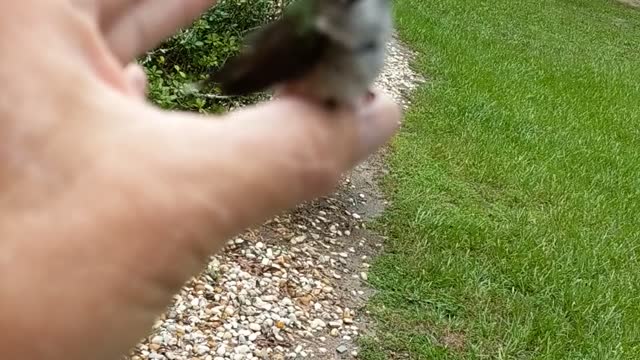 Hummingbird Hello