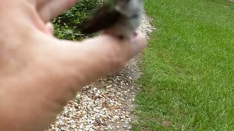 Hummingbird Hello