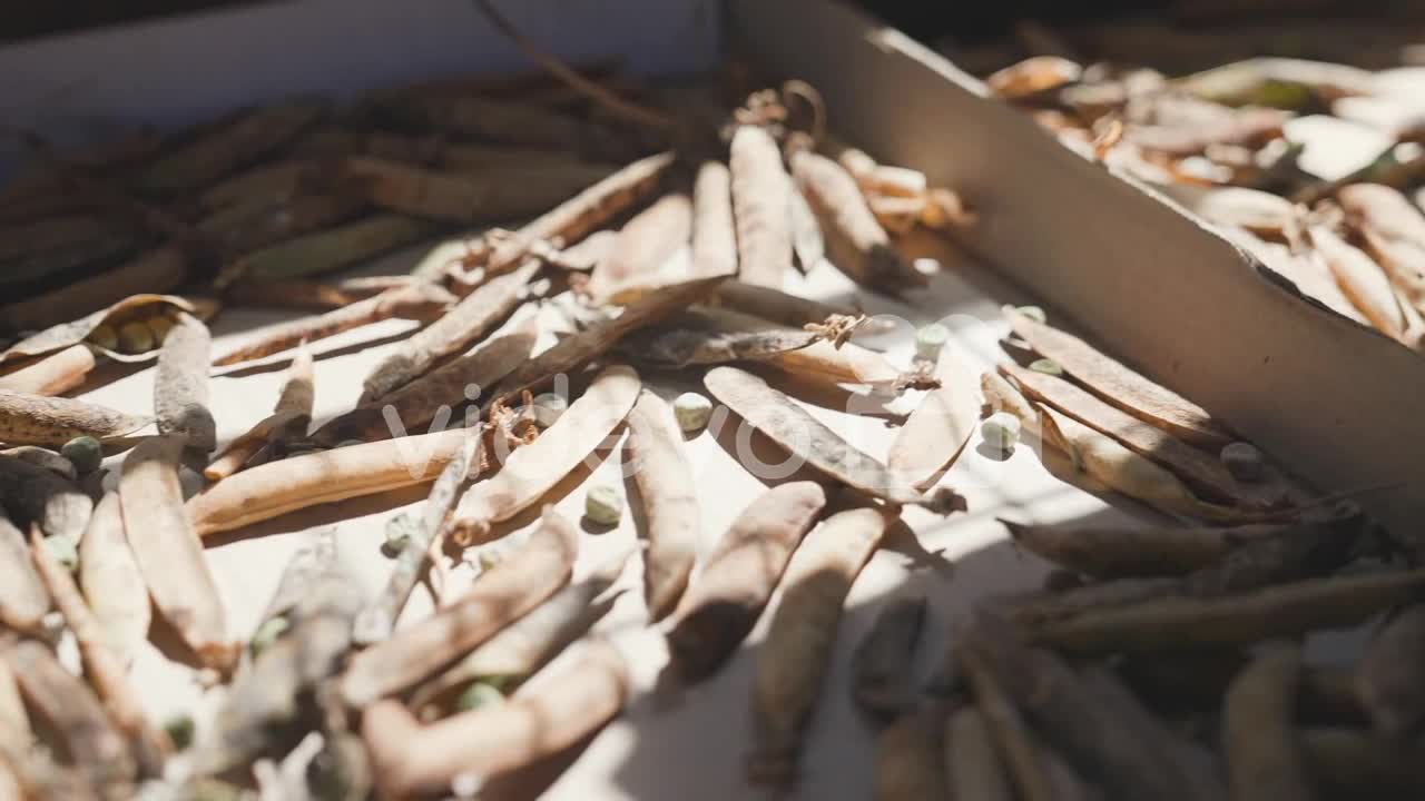 Beans drying in sunlight, vegetable drying process for storage, close up