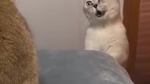 cute cat very funny video