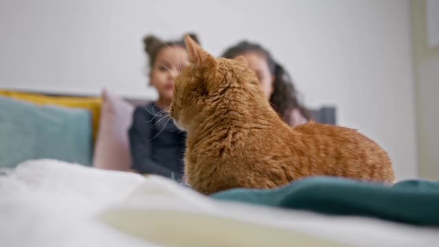 A Cat On The Kids Bed