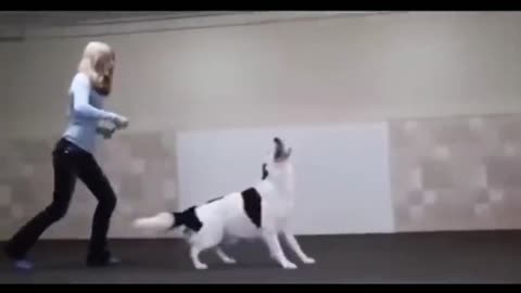 Funny dog ​​dances