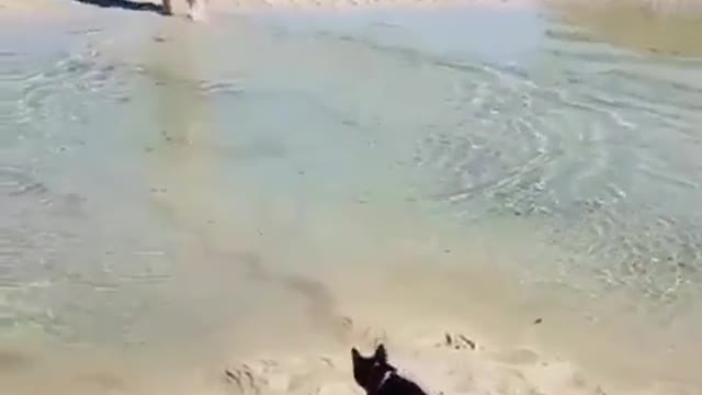 Beautiful Swimmer Cat