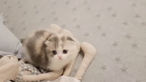 Small cute short-legged cat