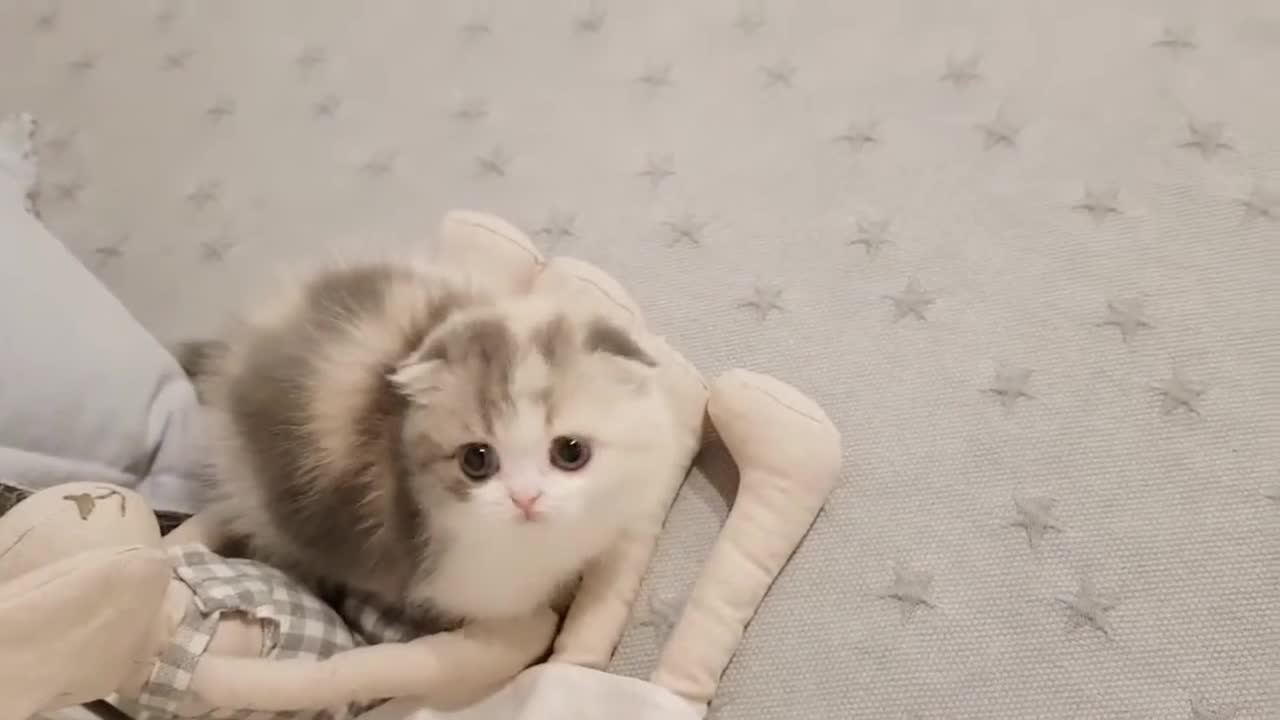 Small cute short-legged cat