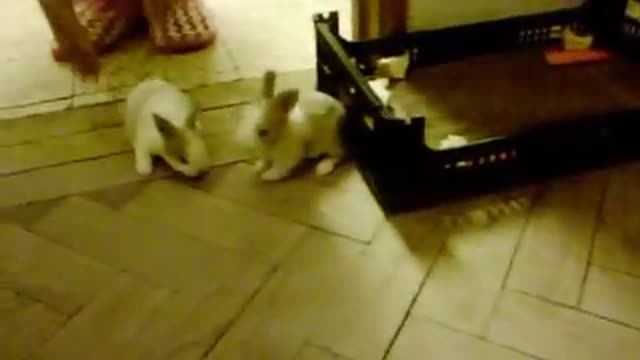 Cute Bunny Puppies