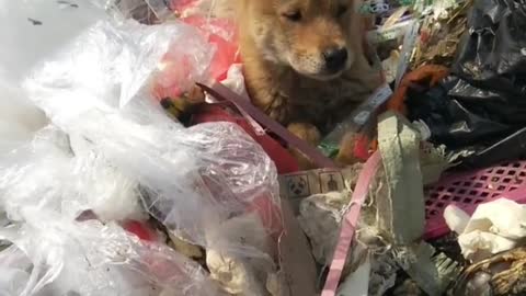 The stray dog is said to suffer no major illnesses.