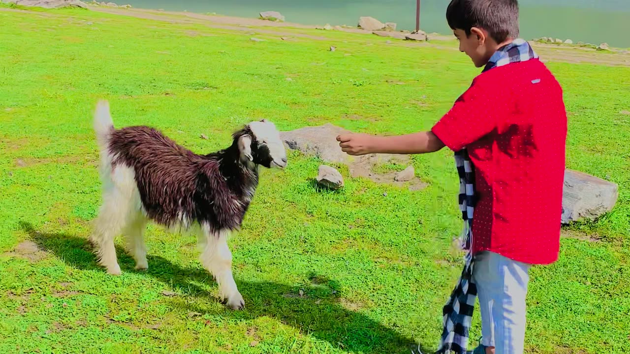 Playing with goat