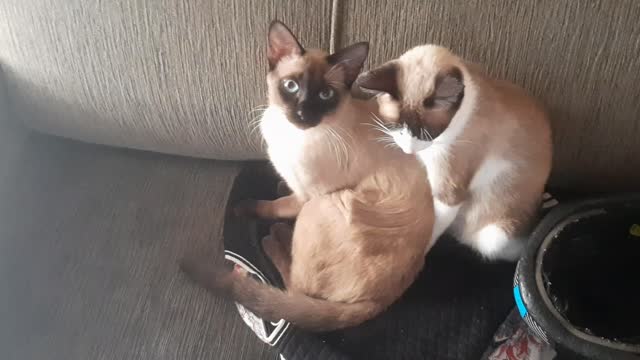 Meus gatinhos