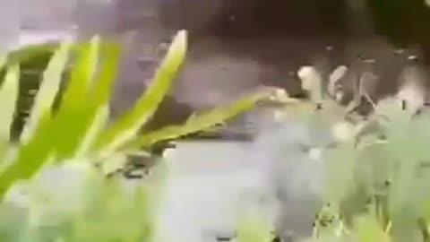 This is a beautiful and charming water-dwelling species