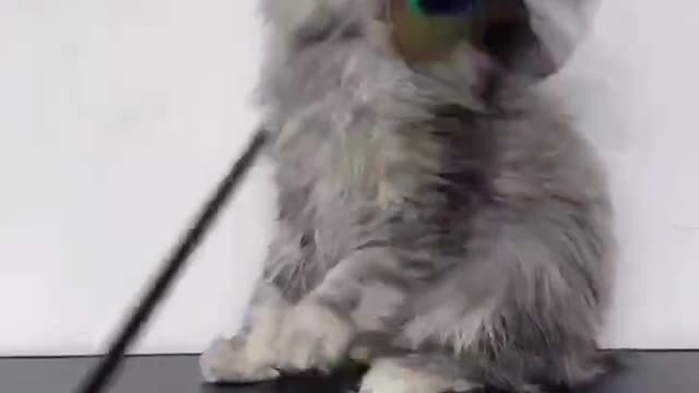 Professional Cat teaser