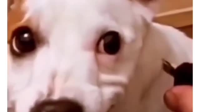 Dog video