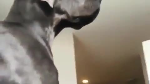 Best Funny Animal Videos 2022 😺 Funny The Great Dane Dog Videos 😁 Funniest Dog Videos 😁😇