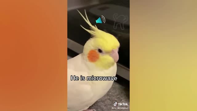 Latest Funny Pet Memes 2022 || Try Not To Laugh