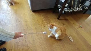 Speed Boxing Cat