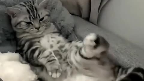 Funny cat video🤣🤣📷📷