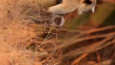 Wildlife's & Funs
