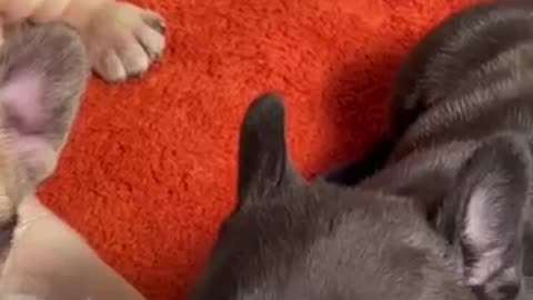 Dog video