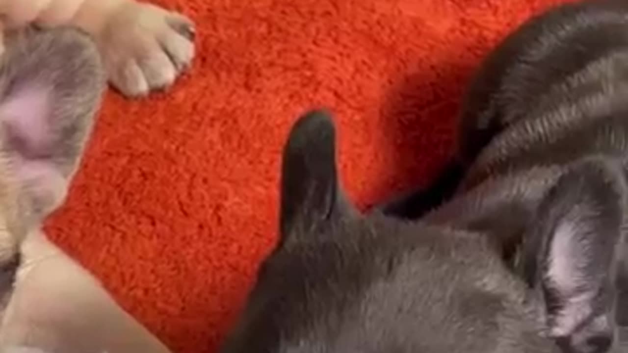 Dog video
