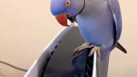 Parrot