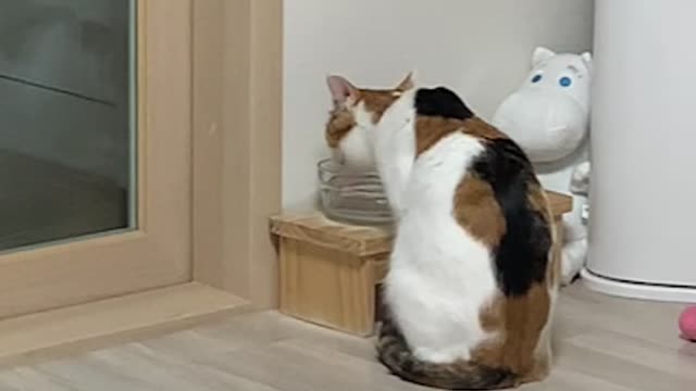 Cat eating water