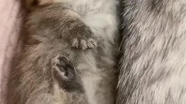 Aww Cute cat videos funny CL130❤️ Cat Cash Compilation chines💚 Tiktok Cat Meow #catmeow #shorts