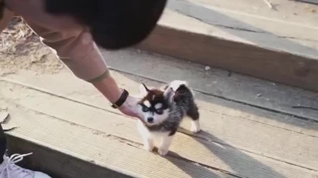 Teacup Husky Puppy funny climbing