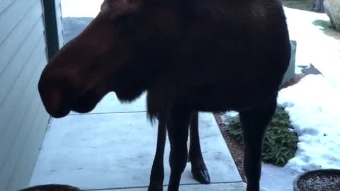 Surprise Visitors in Alaska Are a Little Different