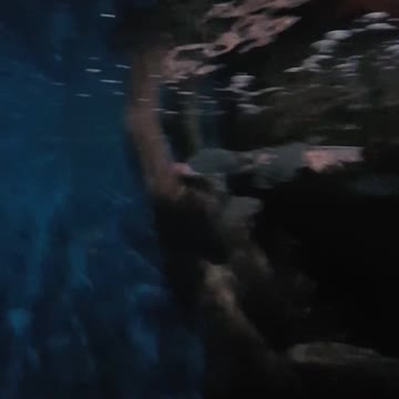 Marine animals... No Brasil