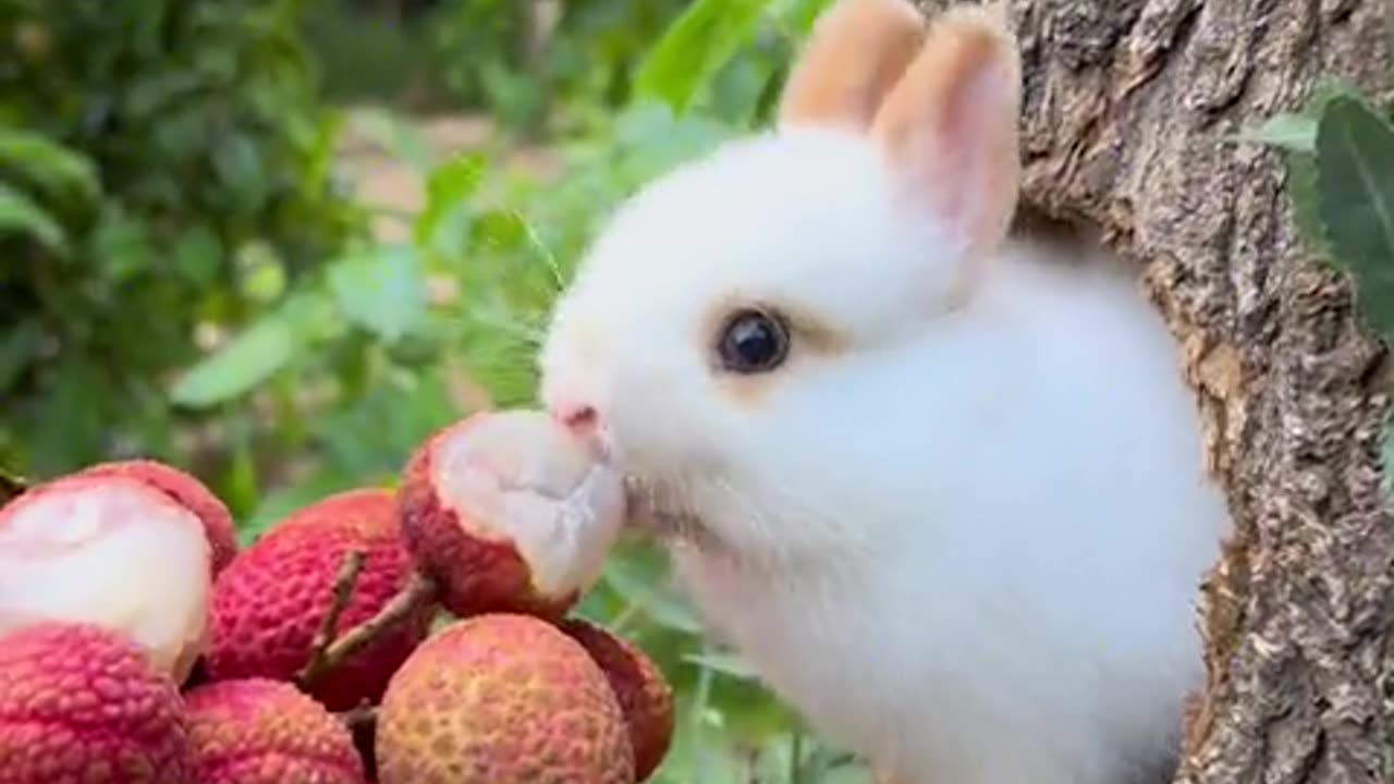 Eating their favorite lychee, the rabbits' hearts bloomed with joy