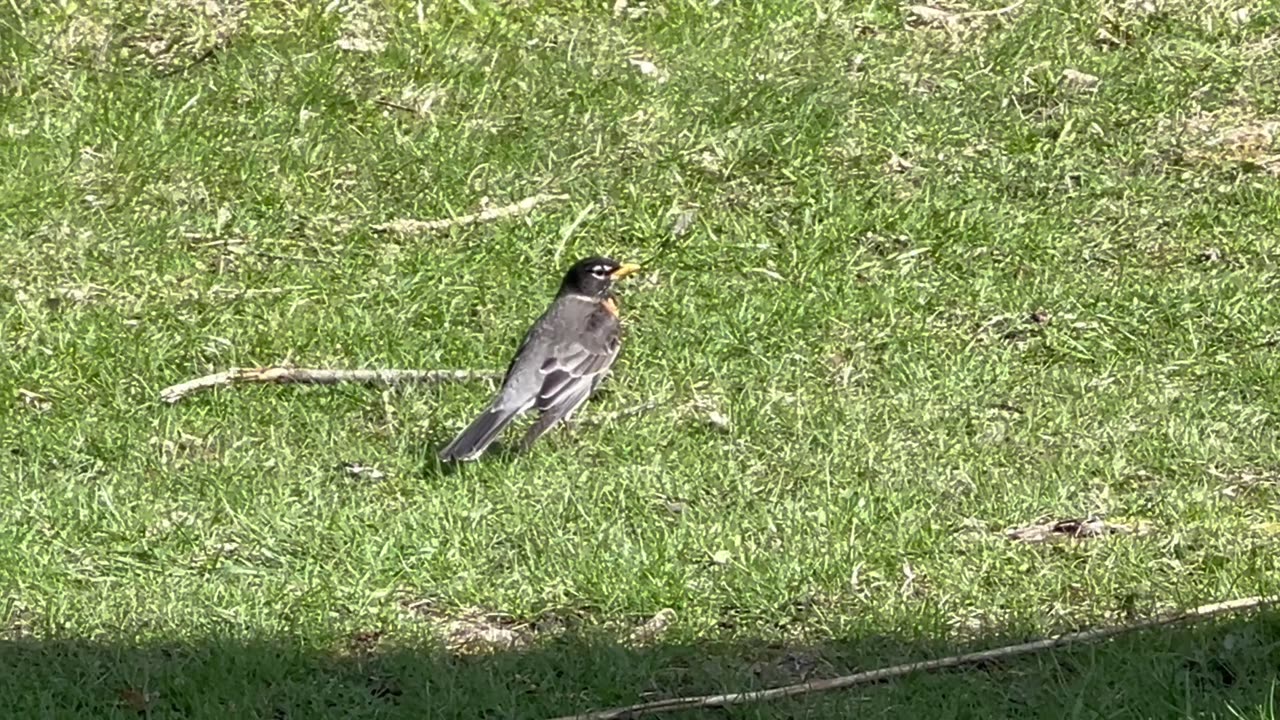 North American Robin