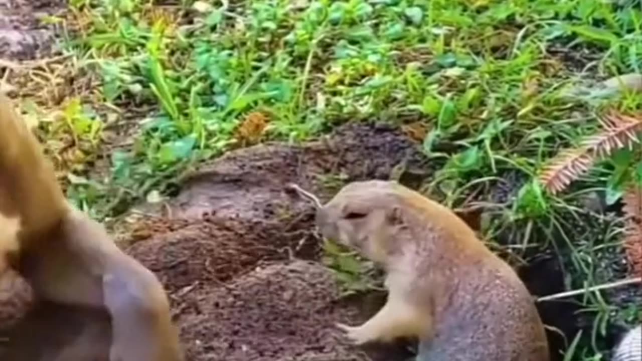 Very funny animal videos