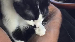 Papa kneads claws