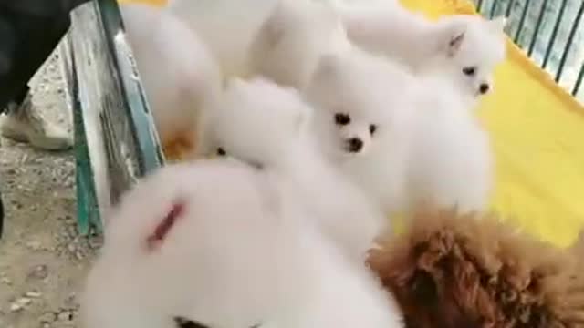 #Funniest Animals Real 😹 - Best Of The 2020 #Funny Animals Videos - Try Not To Laugh #comedy #shorts