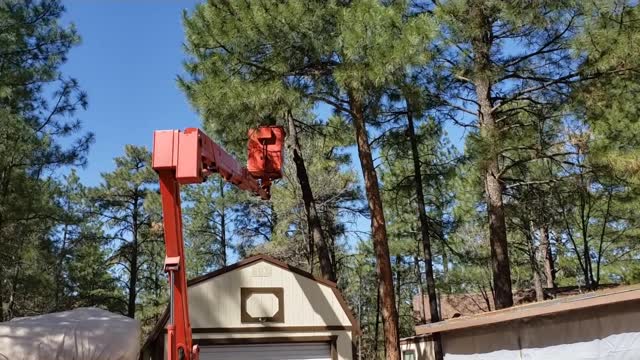 Tree trimming & removal in the White Mountains Arizona