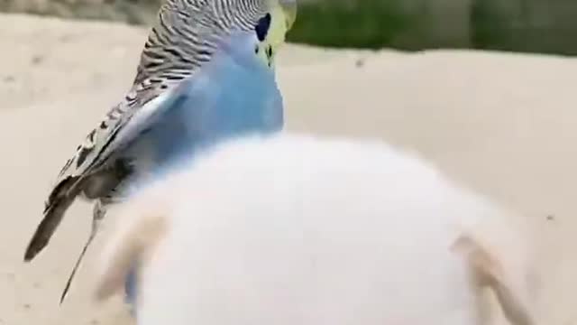 Puppy Becomes to be Friend With Parrot# Rumble #shorts