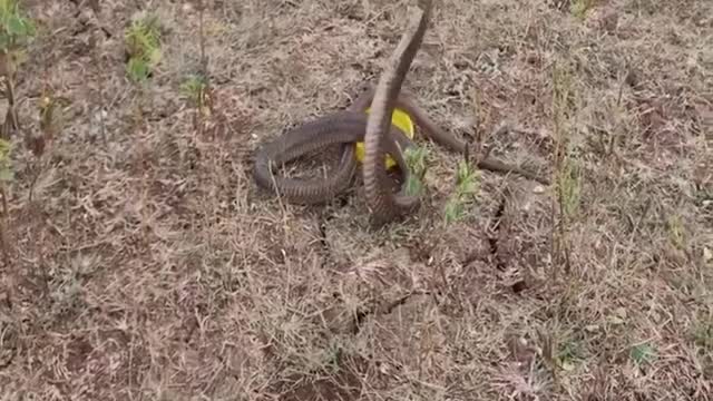 unbelievable # amazing men rescue the cobra snake