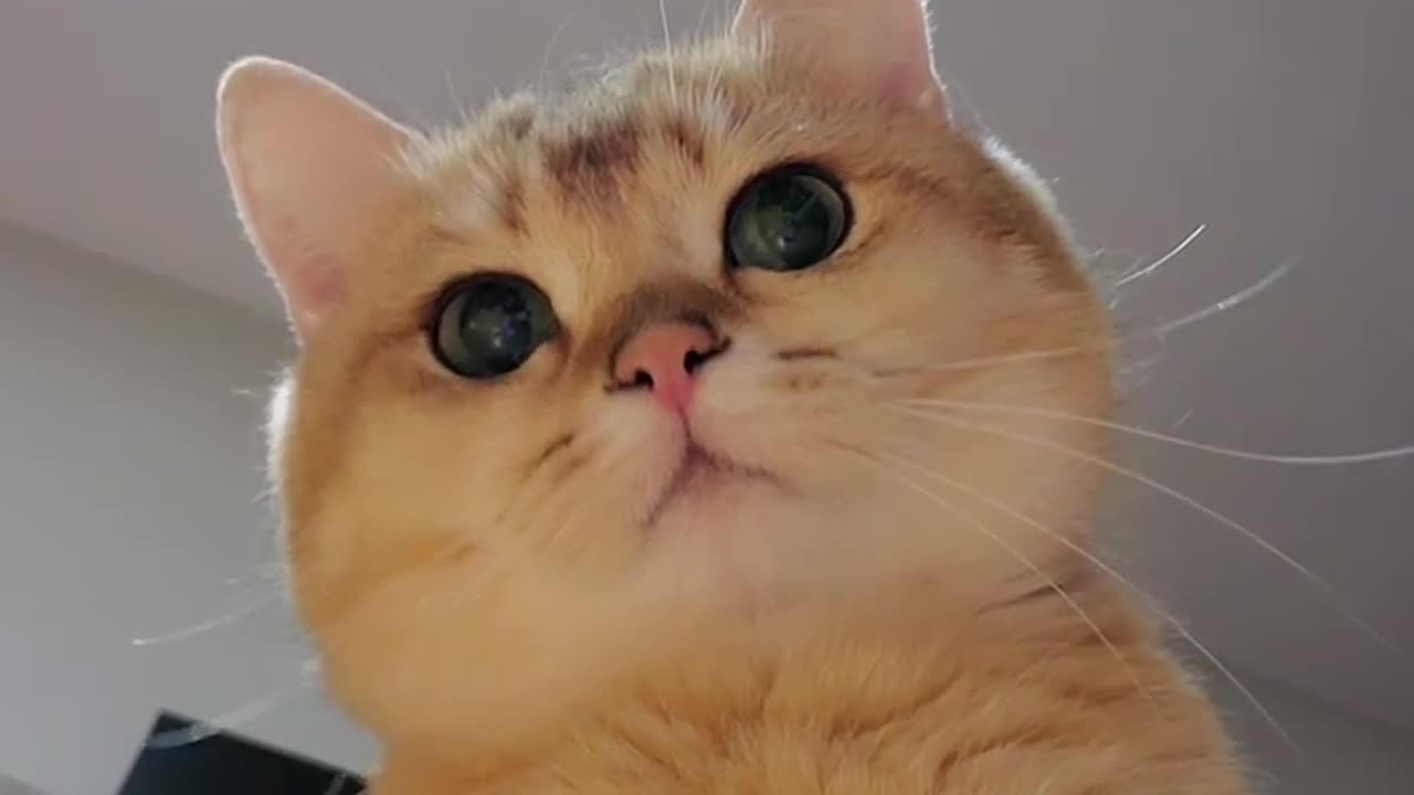 Cute🐈 Caty funny😺Video🤑