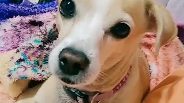 Cachorrinha reagindo ao som do Tiktok