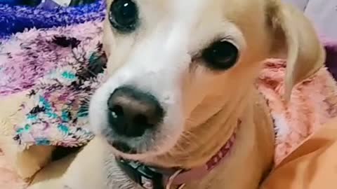 Cachorrinha reagindo ao som do Tiktok