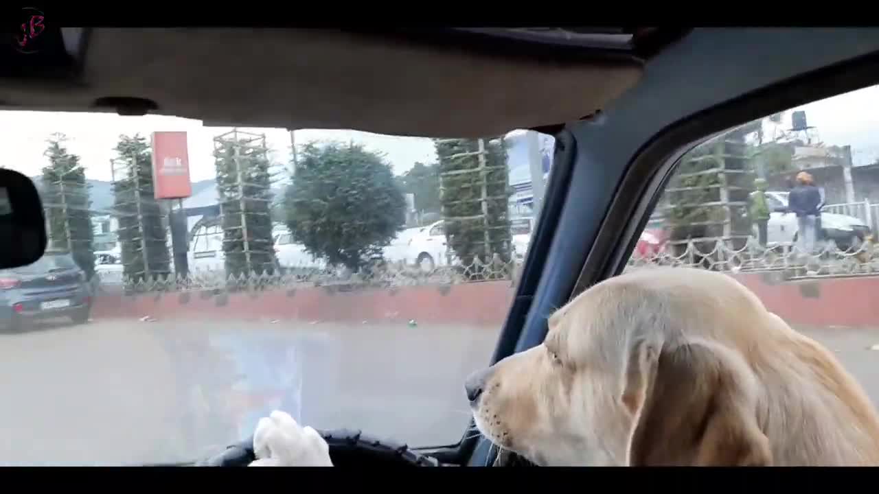 The first driving dog