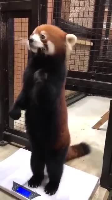 Appel can make red panda happy