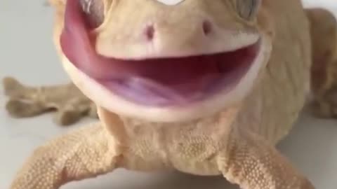 Lizard gecko