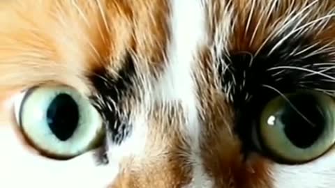 .Cute cats vs dogs compilation #shorts