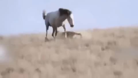 "Shocking Turn: Male Lion Faces Elephant Wrath in Unexpected Clash!