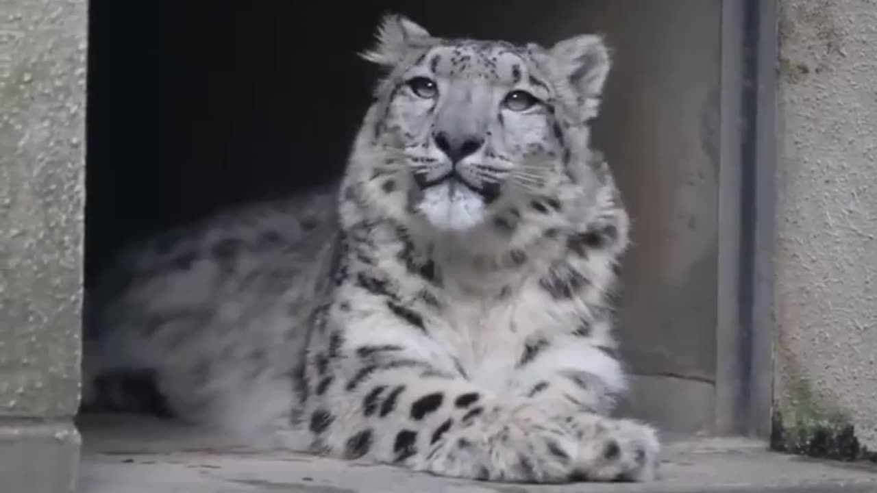 The sounds the snow leopard makes